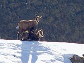 Dal Pian dei Resinelli al Rif. Rosalba sul sentiero 9 delle Foppe in compagnia dei camosci! il 7 aprile 2010